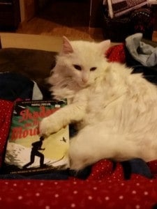 Leo the literary cat loves Shadow on the Mountain.